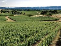 E.&J. Gallo Winery