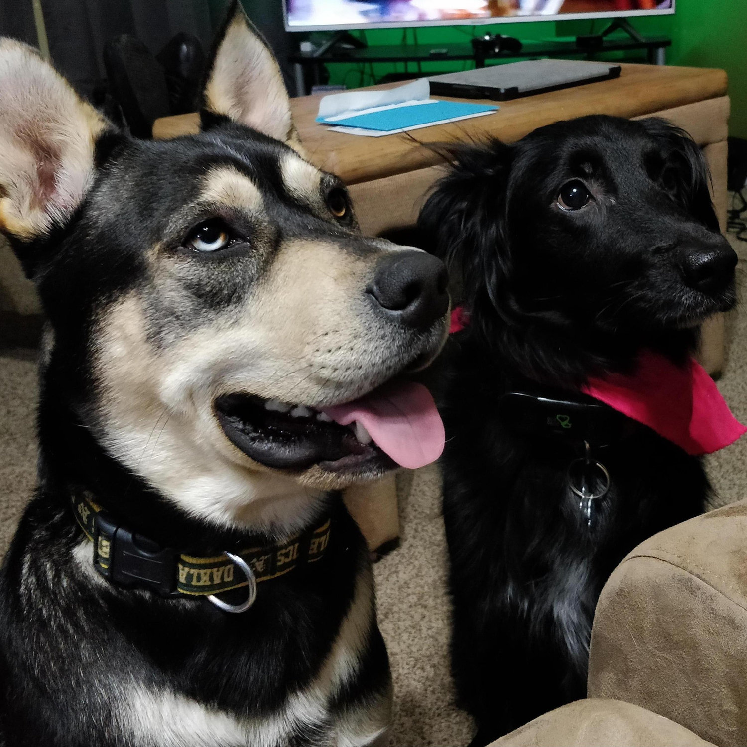 Ares (left) and Mira (right)