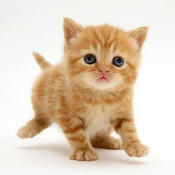 Our New Kitten