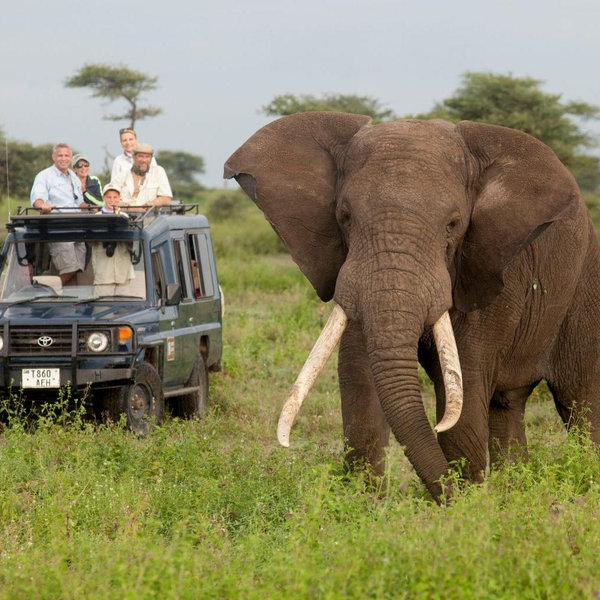 South Africa Safari Honeymoon fund