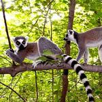 Duke Lemur Center
