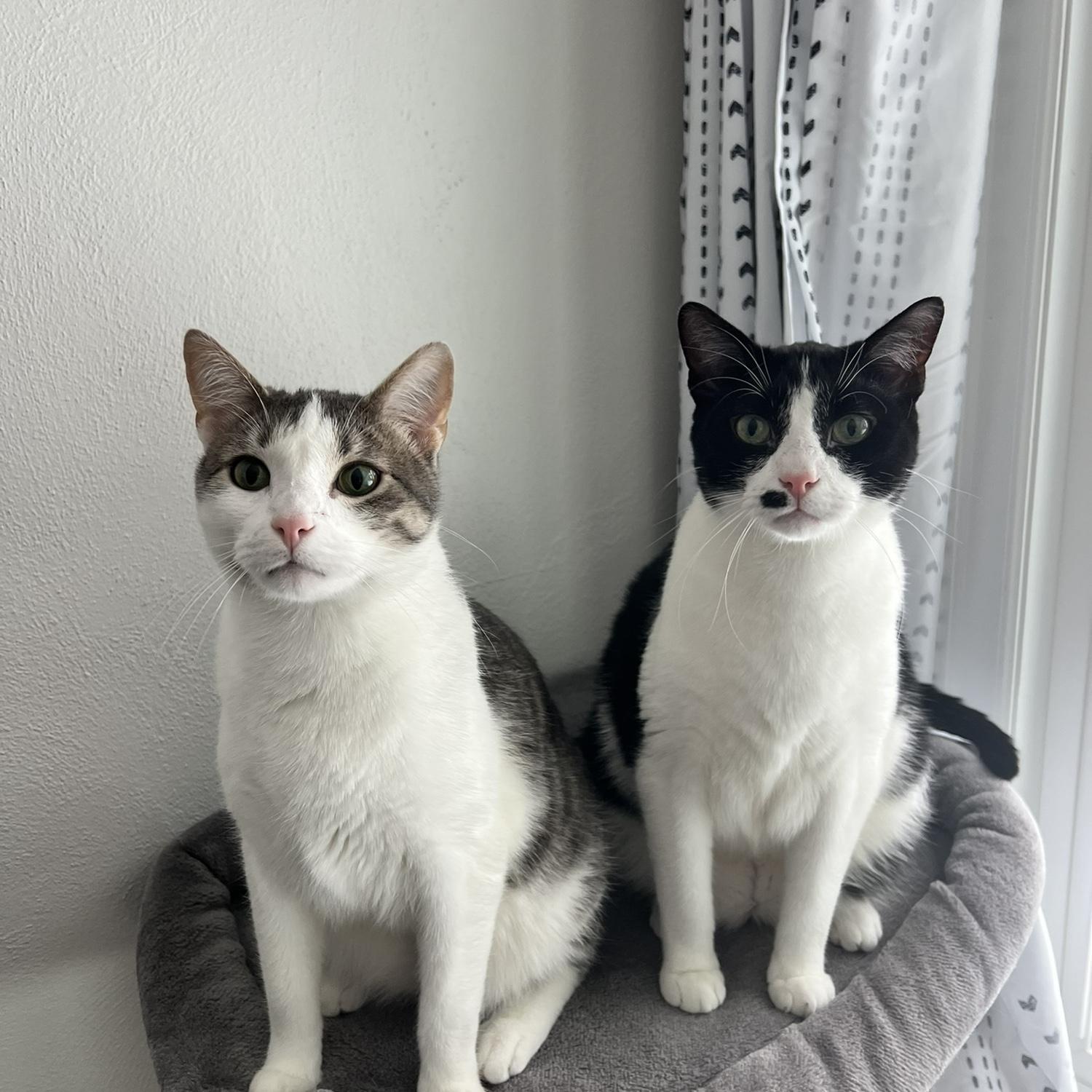 Of course we have to showcase our beautiful two cats: River and Romeo!