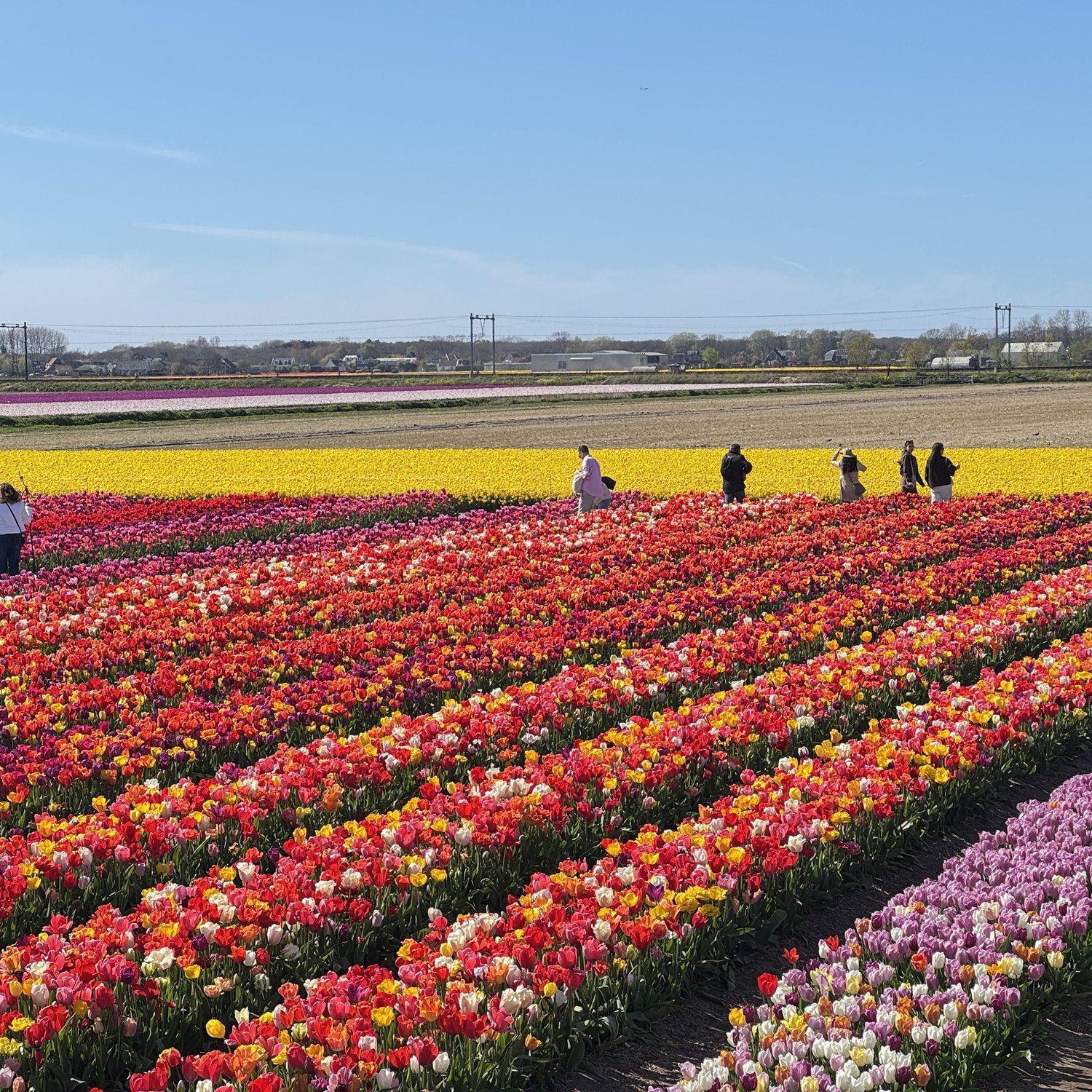 It was on my "bucket list" to see the tulips in the Netherlands, so Cédric made it happen :)