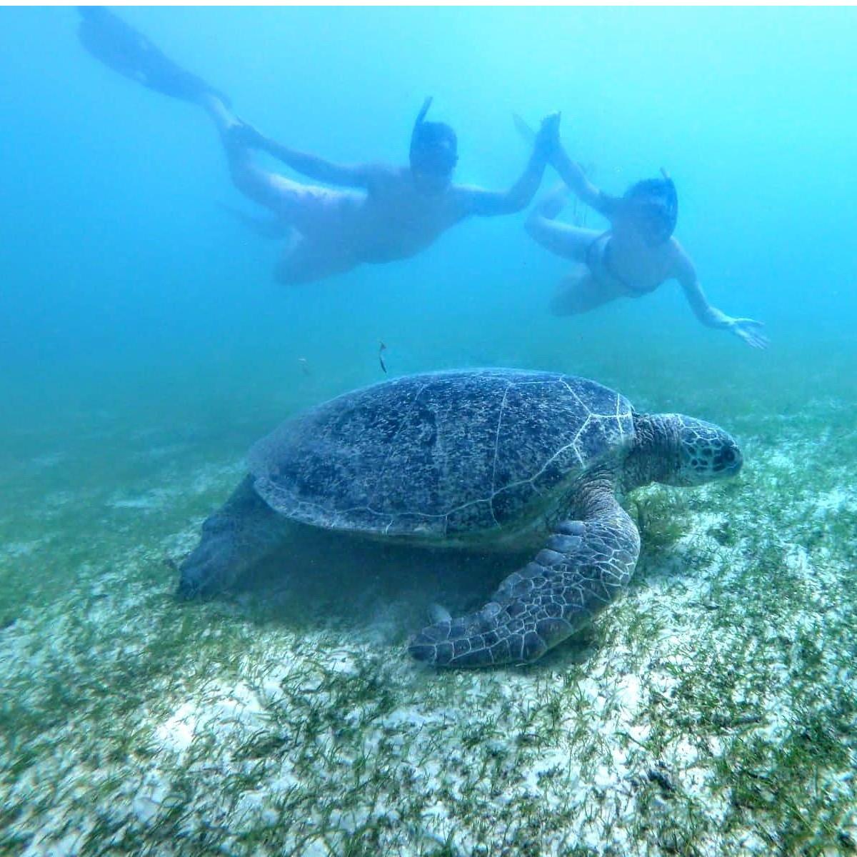 Swimming with giant sea turtles in Nosy Sakatia, Madagascar.