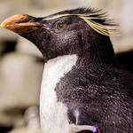 Shedd Aquarium
