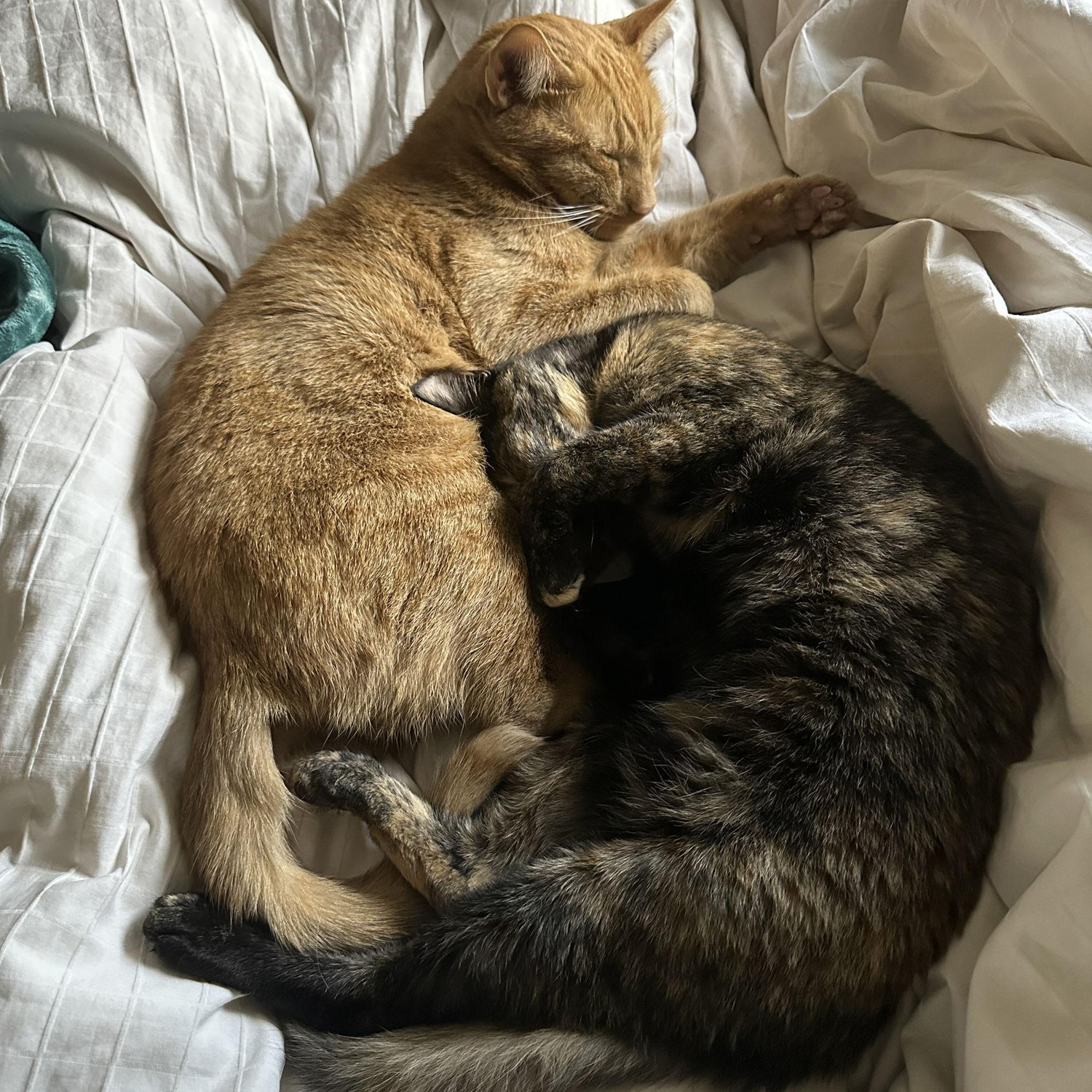 Our furry kids Tito and Berry