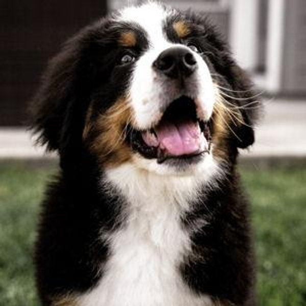 Our Next Dog Fund :)