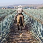 MEZCAL TOURS
