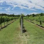 Cascia Vineyards and Winery