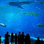 Georgia Aquarium