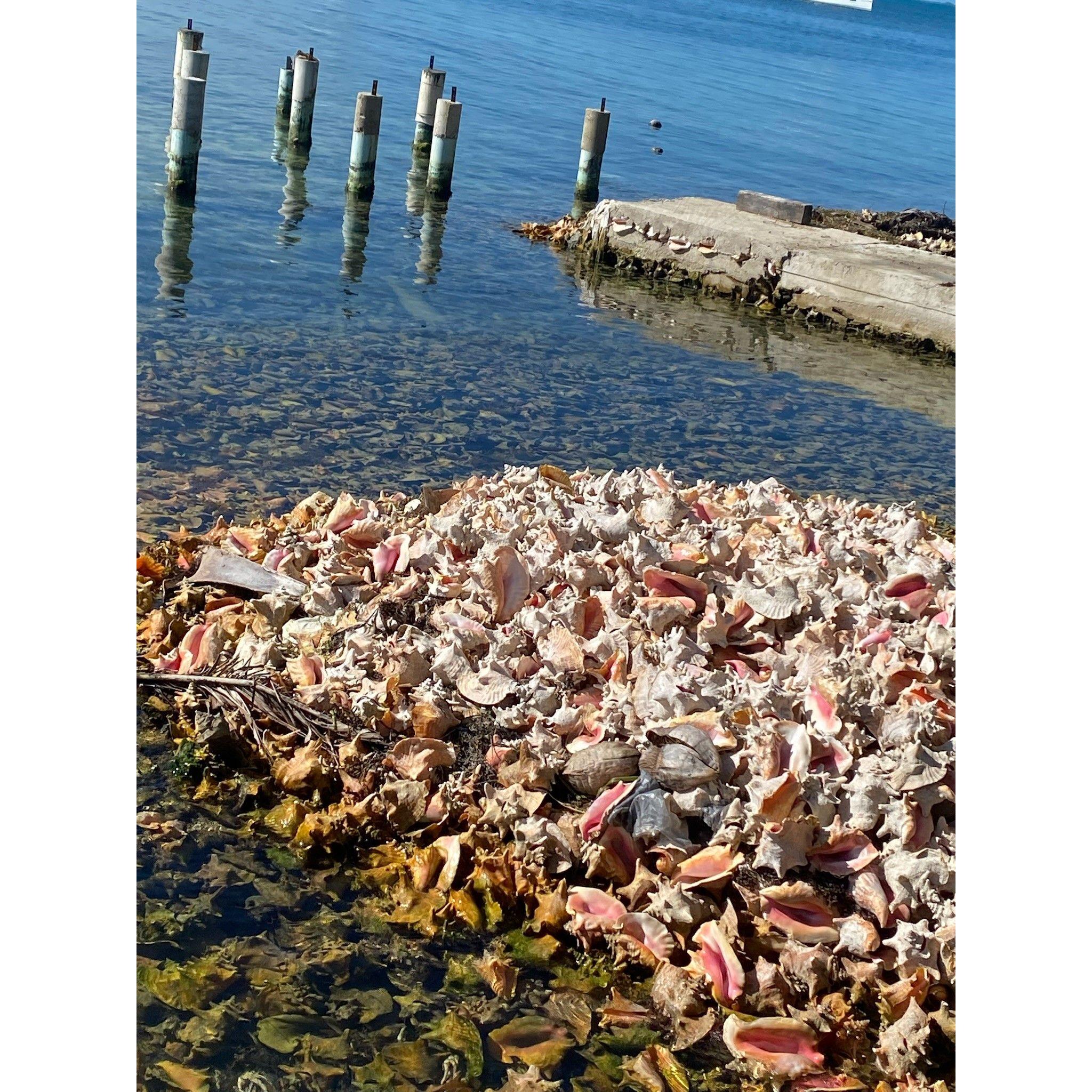 Conch shells everywhere!