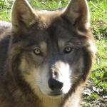 WOLF SANCTUARY of PA