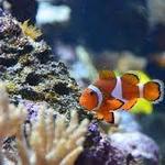 Aquarium Medellin