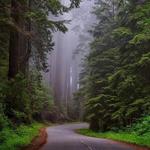Humboldt Redwoods State Park