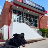 UConn Dairy Bar and Horsebarn Hill
