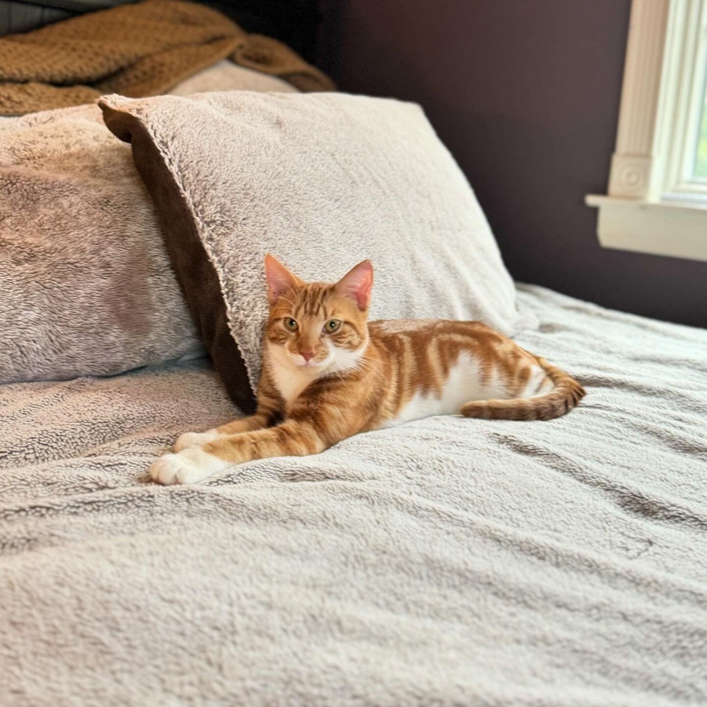 Ryan and Lyndsey adopted their first fur-baby, Gizmo!