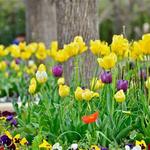 ABQ BioPark - Botanic Garden