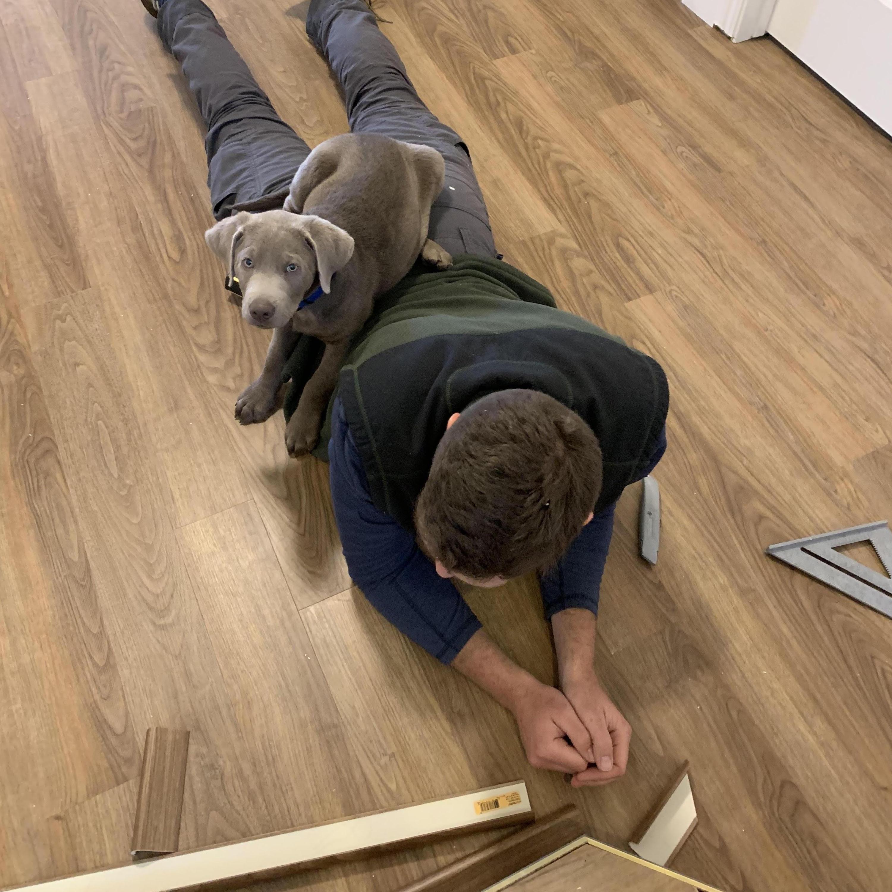 Helping Dad-human build the stairs.