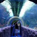VIA Aquarium