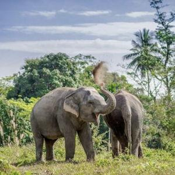 Trip to Elephant Sanctuary in Krabi
