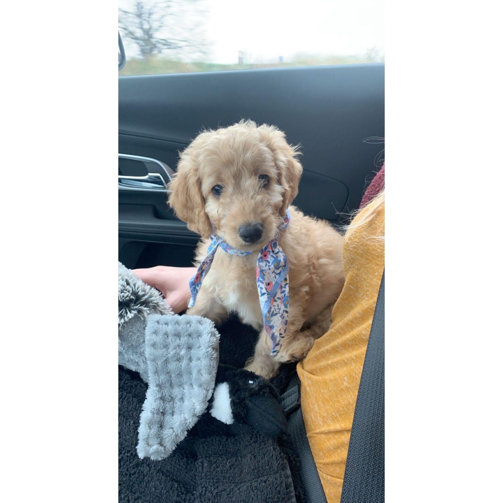 When we brought home sweet Willa Mae! October 2020