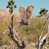Arizona-Sonora Desert Museum