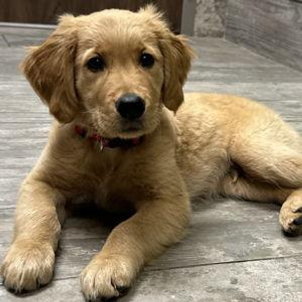 Puppy Love Fund