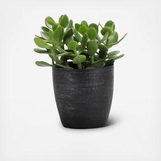 Jade Plant