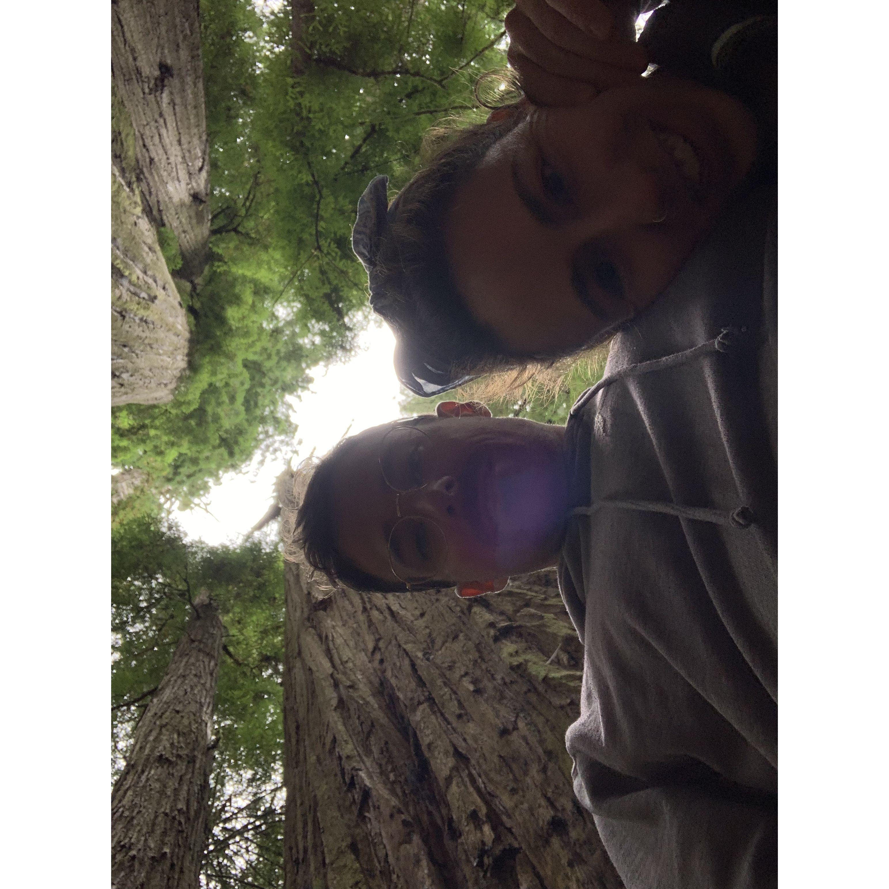 trying to take a selfie with seriously big trees
