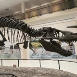Museum of Texas Tech University