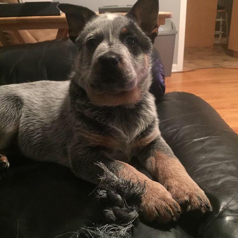 Nicks " dog fostering" that turned into permenantly having our dog son Vito