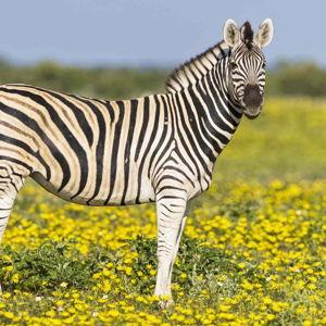 If We See a Zebra, It’s Because of You