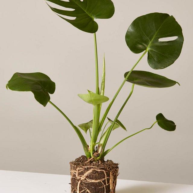 Monstera