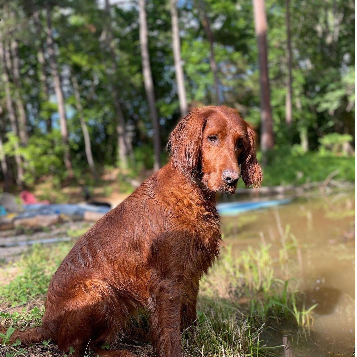 Sweet Millie, loves a good photo of herself.