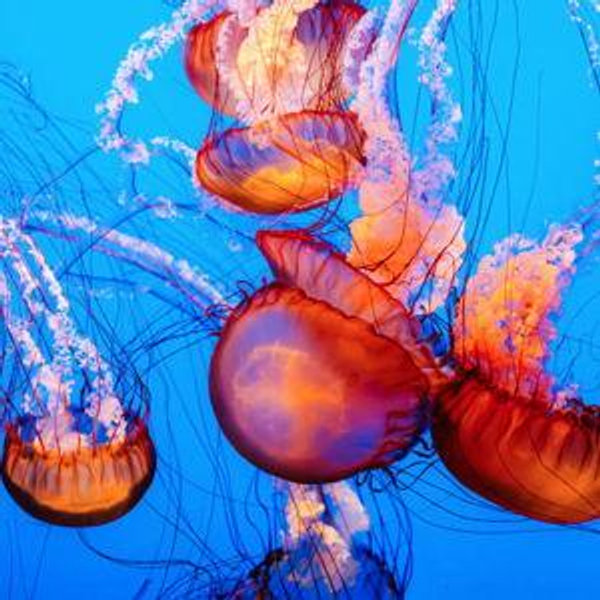 Monterey Bay Aquarium Tickets