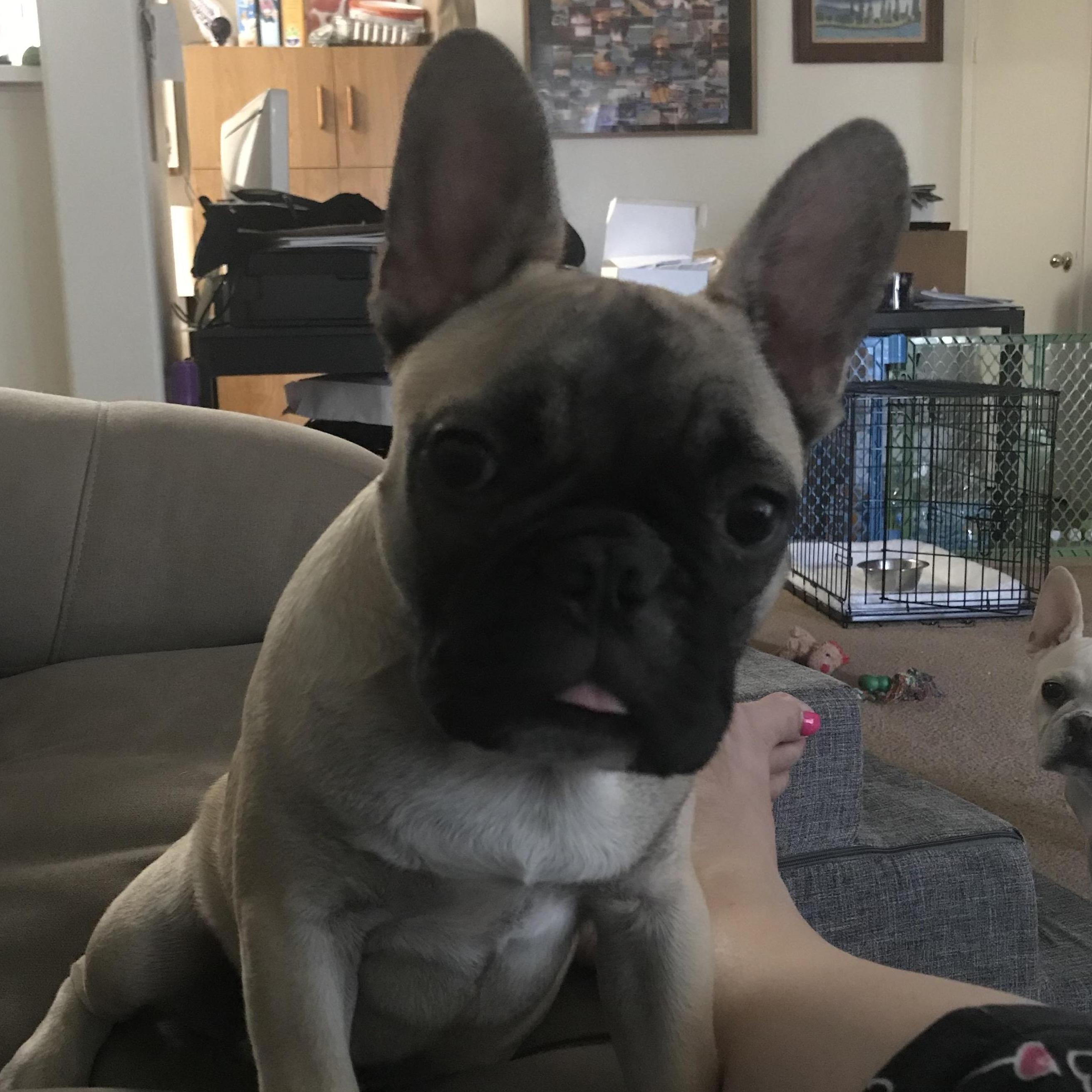 our little trouble maker Peanut