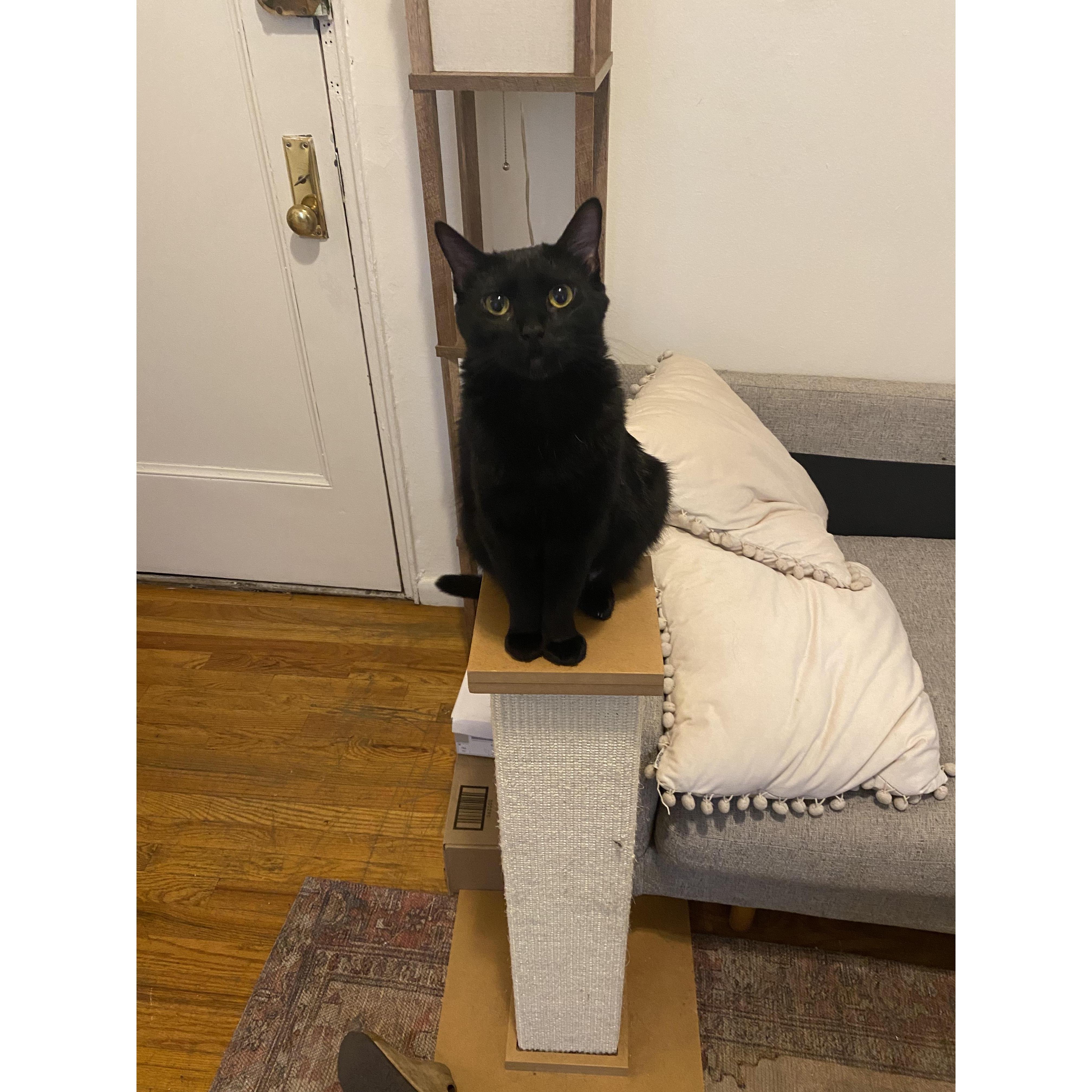 One of the best parts of 2020 was adopting our kitten, Cleo!