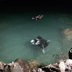 Manta Ray Snorkel