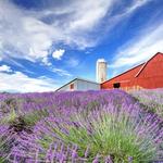 Lavender Hill Farm