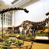 Carnegie Museum of Natural History