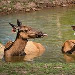 Menominee Park & Zoo