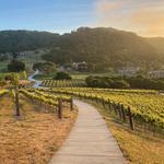 Celebrate the Wine Harvest at a Vineyard