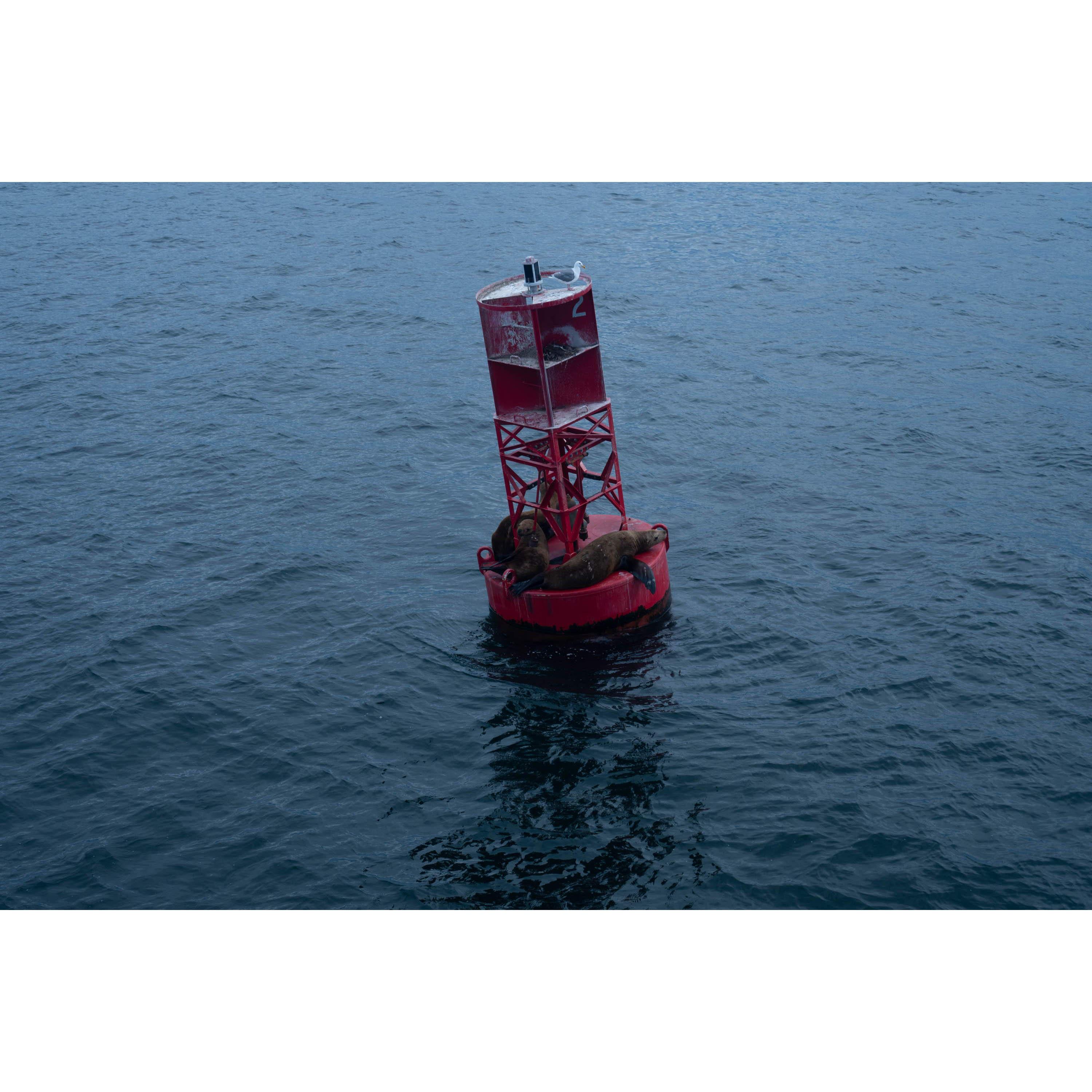 Sea Lions on a bouy seen from the whale watching boat