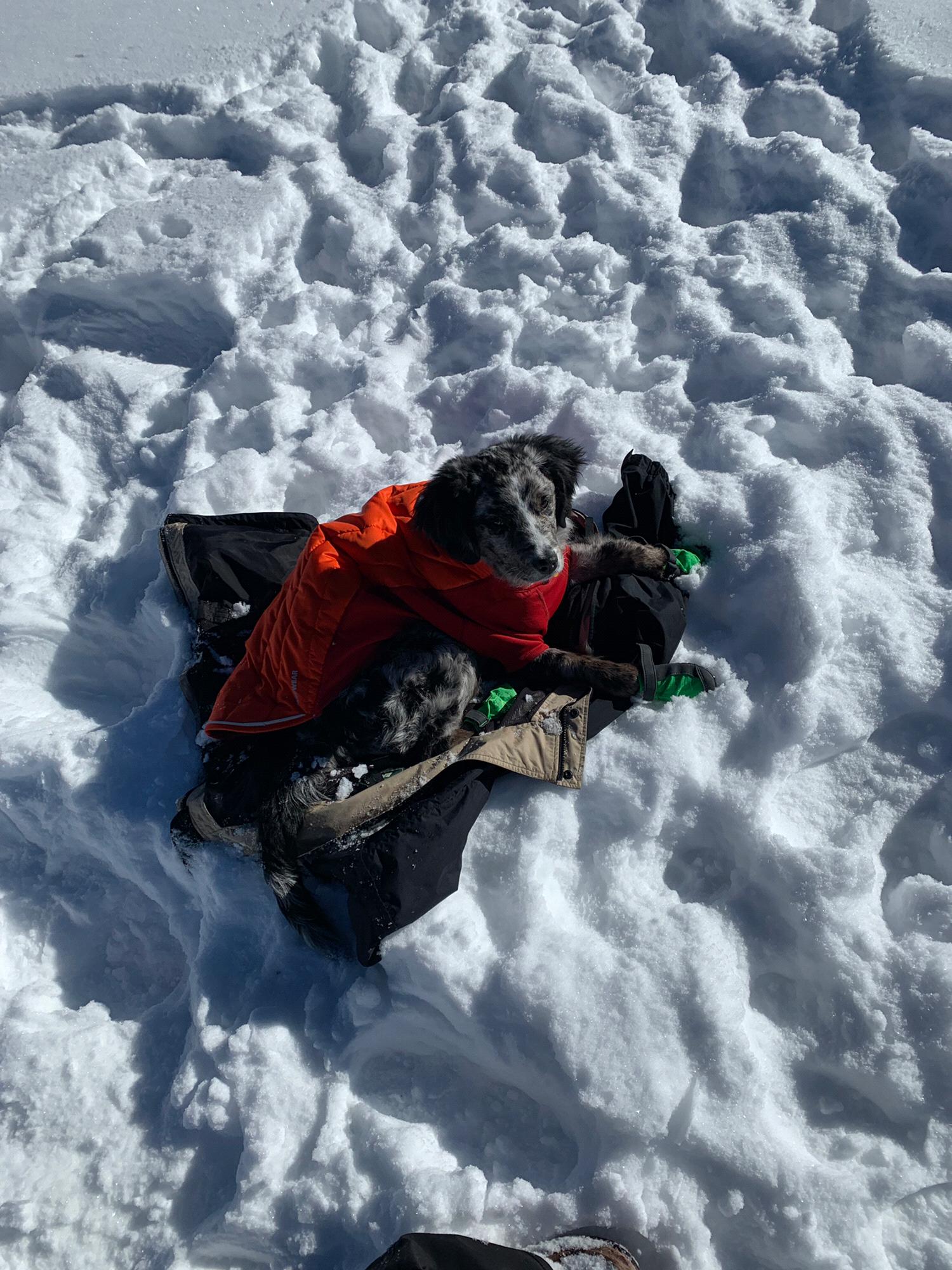 Mushu after the long engagement hike