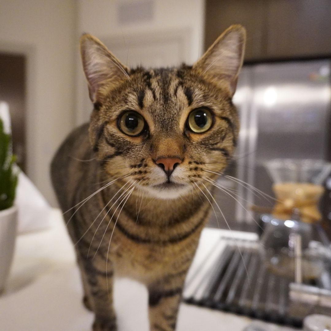Ollie guy