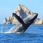 Cabo Whale Watching