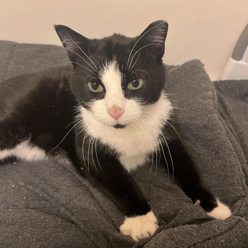 One of our feral strays we take care of.. had an injury so he's currently in our bathroom waiting to get into the rescue.. as of 01/17/26.. we've been calling him Mista Whiskers