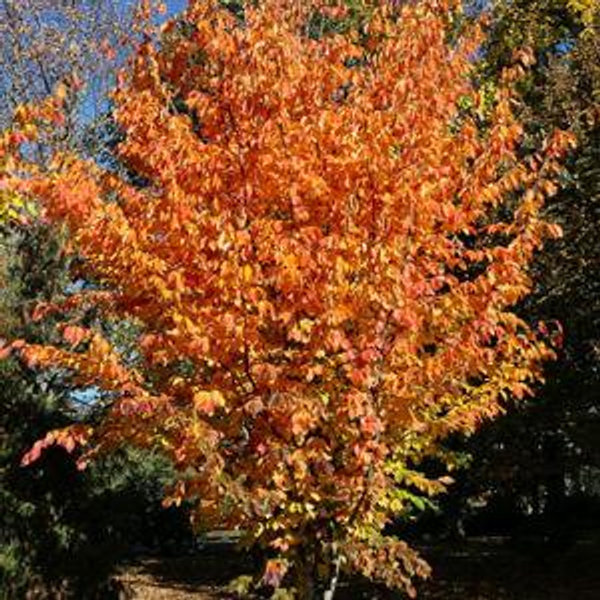 Persian Ironwood