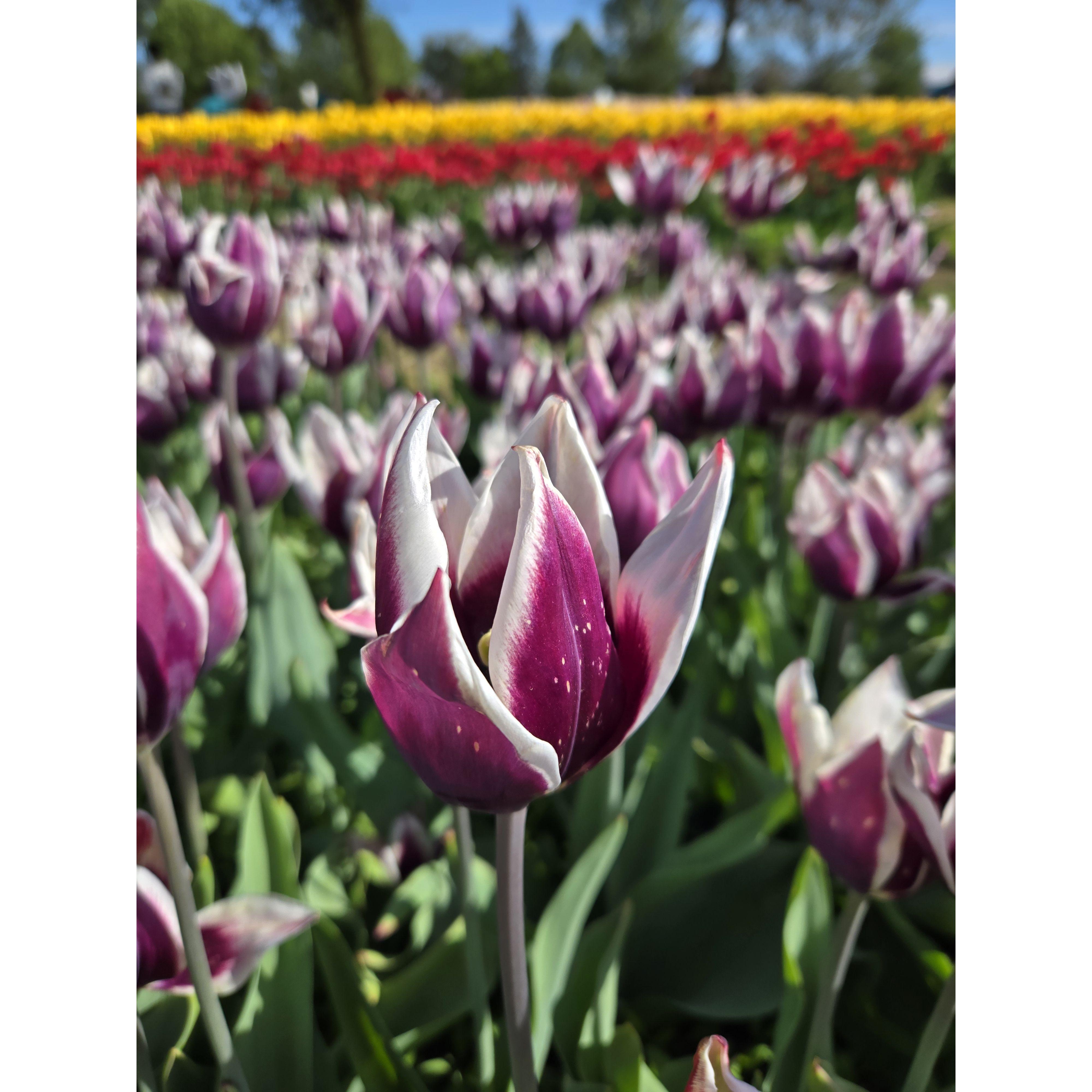 One glimpse of the field of tulips that surrounded us when James proposed.