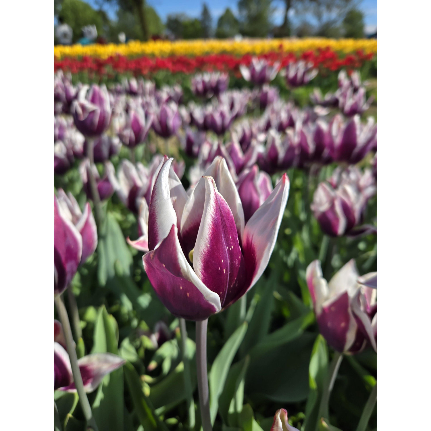 One glimpse of the field of tulips that surrounded us when James proposed.